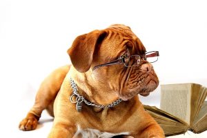 Studious dog with glasses
